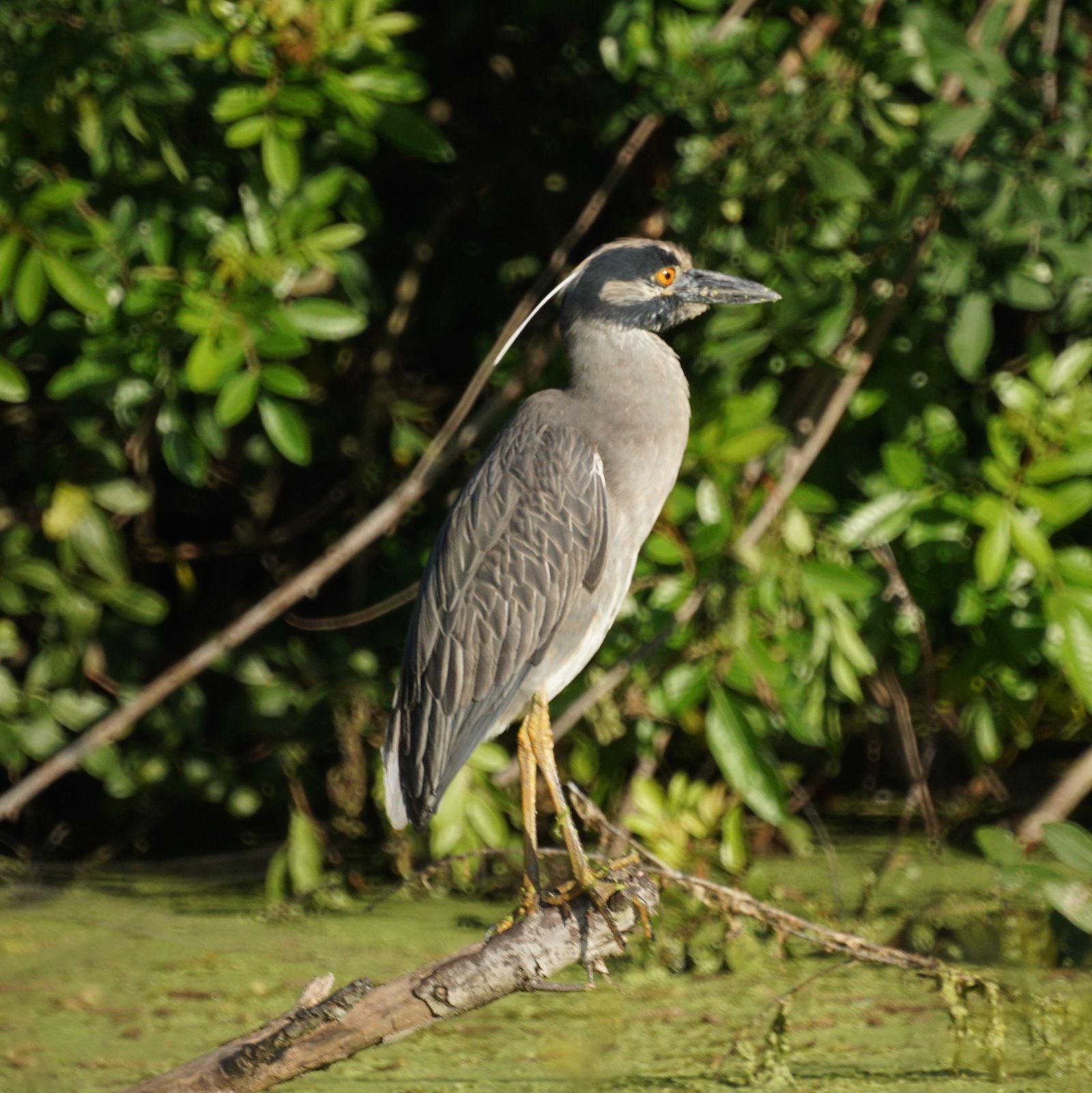 Yellow-crowned night heron in Port Aransas wetland habitat